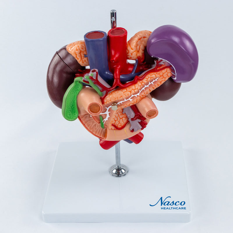 Load image into Gallery viewer, Kidneys with Posterior Abdominal Organs Model, 3 Parts