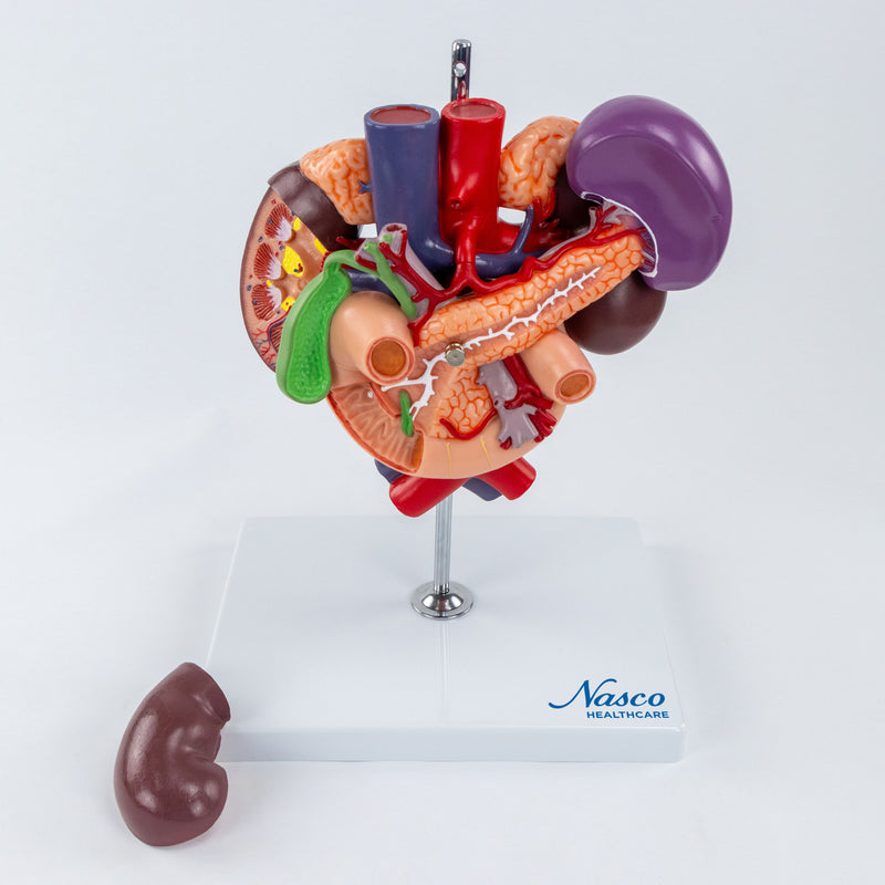 Load image into Gallery viewer, Kidneys with Posterior Abdominal Organs Model, 3 Parts
