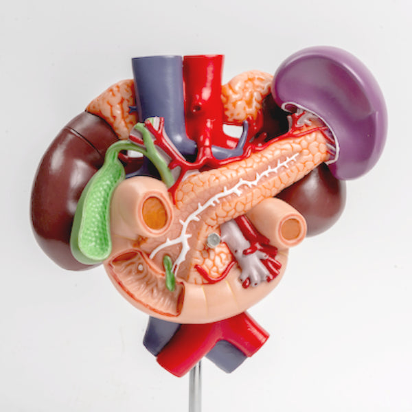 Load image into Gallery viewer, Kidneys with Posterior Abdominal Organs Model, 3 Parts