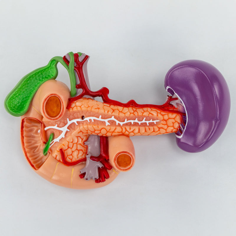 Load image into Gallery viewer, Kidneys with Posterior Abdominal Organs Model, 3 Parts