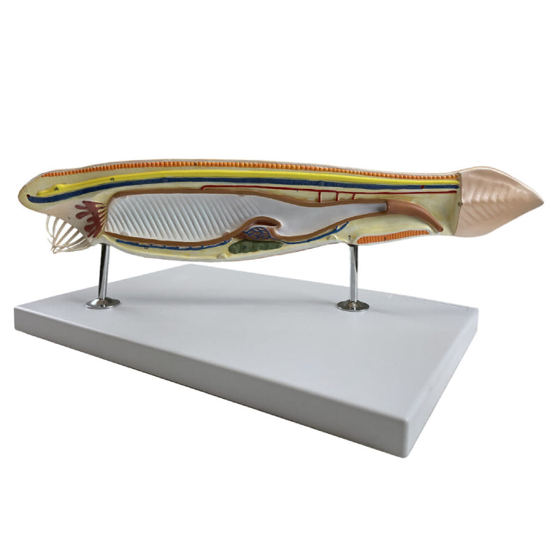 将图像加载到画廊查看器中,Amphioxus Model, 10X Enlarged, 3 Part