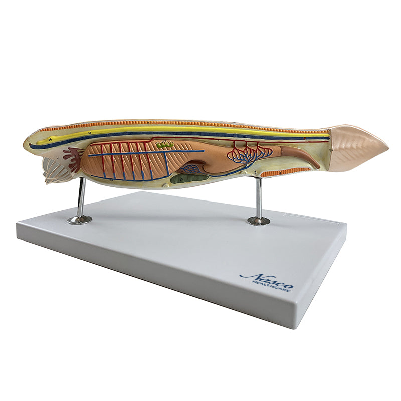 将图像加载到画廊查看器中,Amphioxus Model, 10X Enlarged, 3 Part