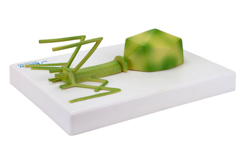 Load image into Gallery viewer, Bacteriophage Model, Enlarged