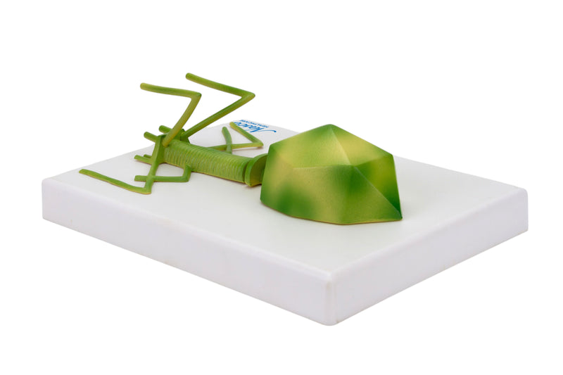 Load image into Gallery viewer, Bacteriophage Model, Enlarged