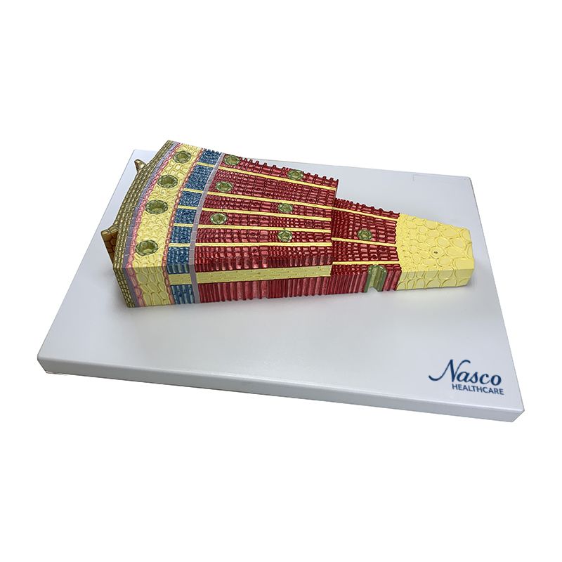 Load image into Gallery viewer, Gymnosperm Stem Cross Section Model, 350X Enlarged