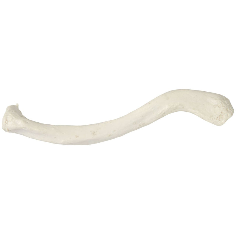 Load image into Gallery viewer, Clavicle Model
