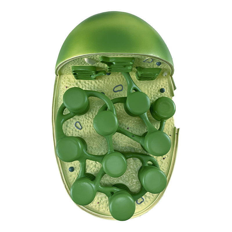Load image into Gallery viewer, Chloroplast Model, Enlarged