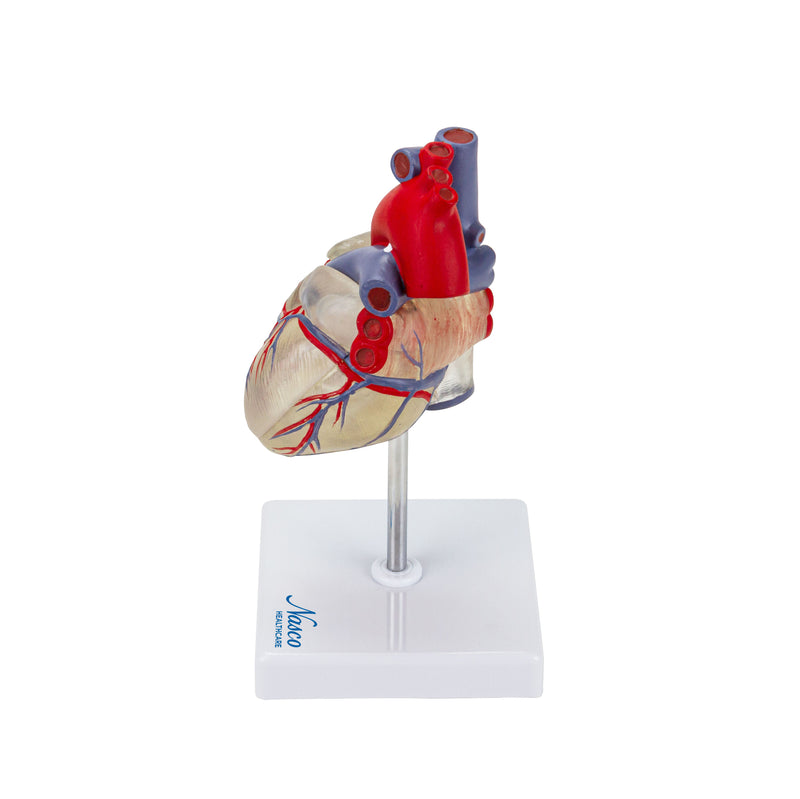 Load image into Gallery viewer, Transparent Heart with Conductive System Model