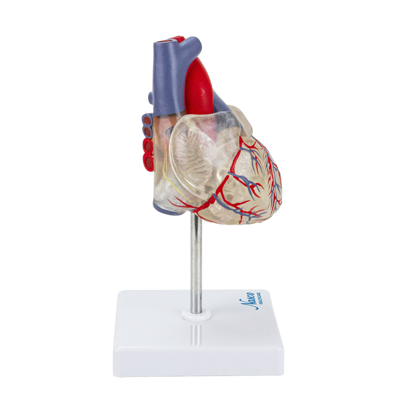 Load image into Gallery viewer, Transparent Heart with Conductive System Model
