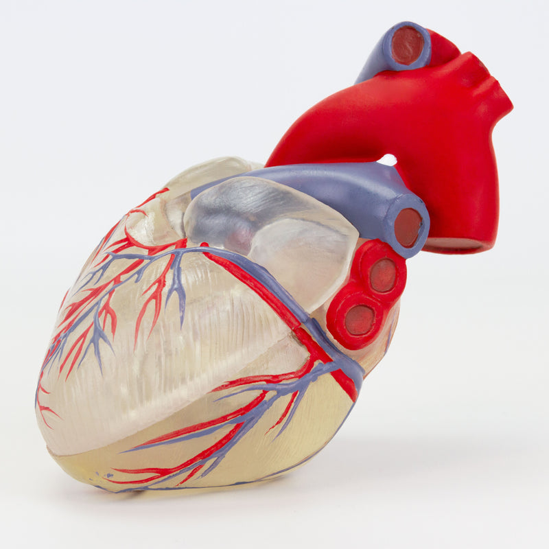Load image into Gallery viewer, Transparent Heart with Conductive System Model