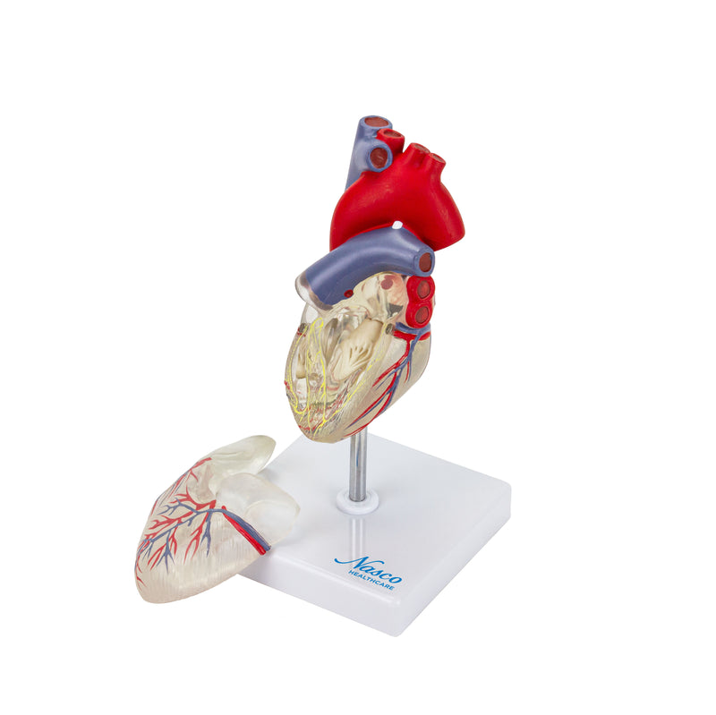 Load image into Gallery viewer, Transparent Heart with Conductive System Model