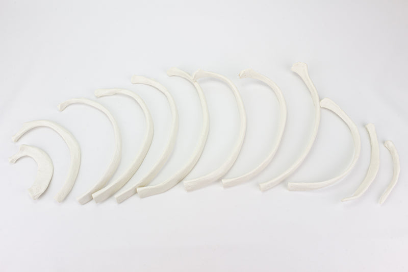 Load image into Gallery viewer, Disarticulated Ribs, Set of 12