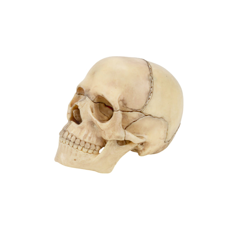 Load image into Gallery viewer, Mini Classic Skull Model, 15, Parts