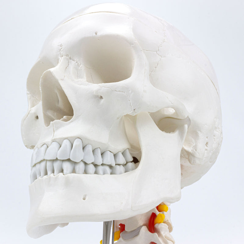 Load image into Gallery viewer, Classic Skull Mounted on Cervical Spine Model