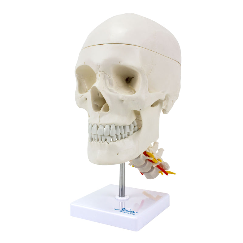 Load image into Gallery viewer, Classic Skull Mounted on Cervical Spine Model