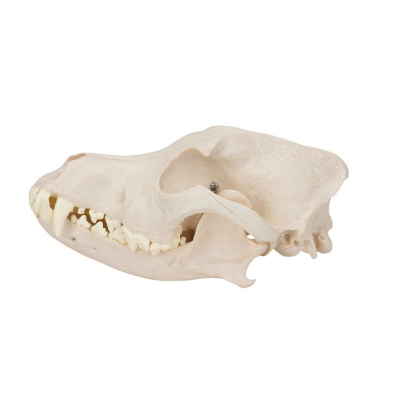 Load image into Gallery viewer, Canine Skull Model