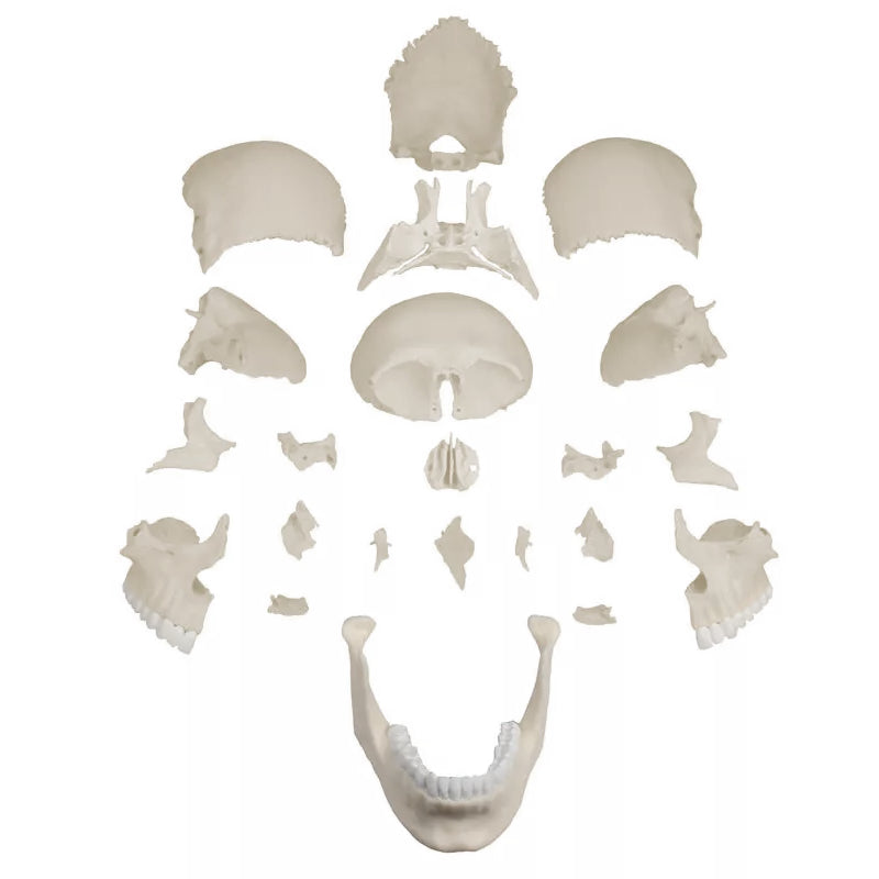 โหลดรูปภาพลงในโปรแกรมใช้ดูของ Gallery Anatomical Skull Model, 22-Parts