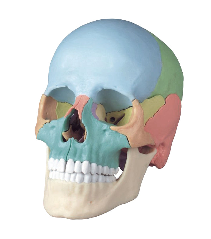 Didactic Skull Model, 22 Parts – Nasco Healthcare