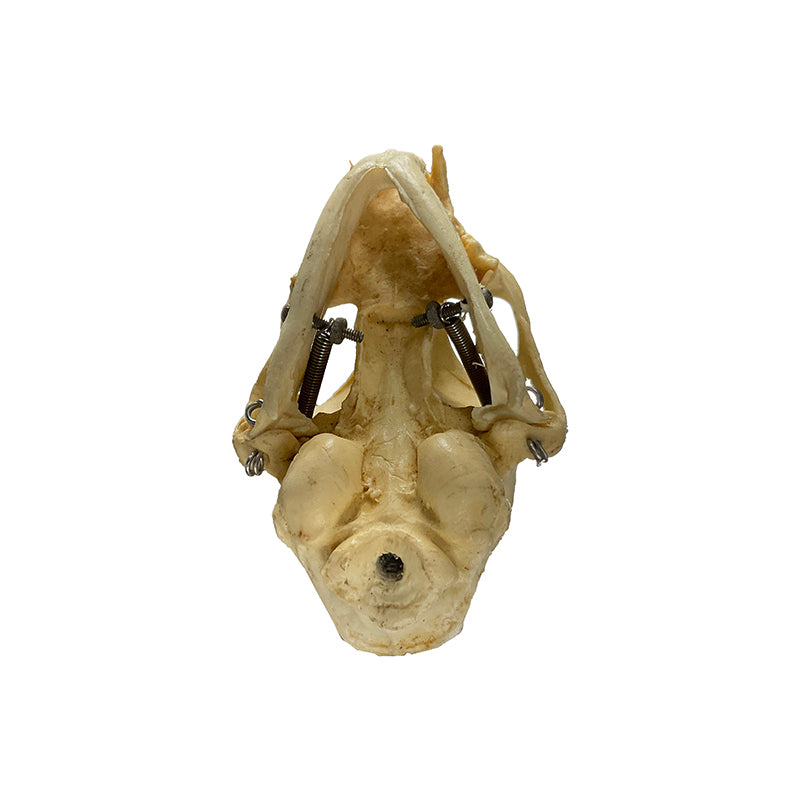 Load image into Gallery viewer, Feline Skull Model