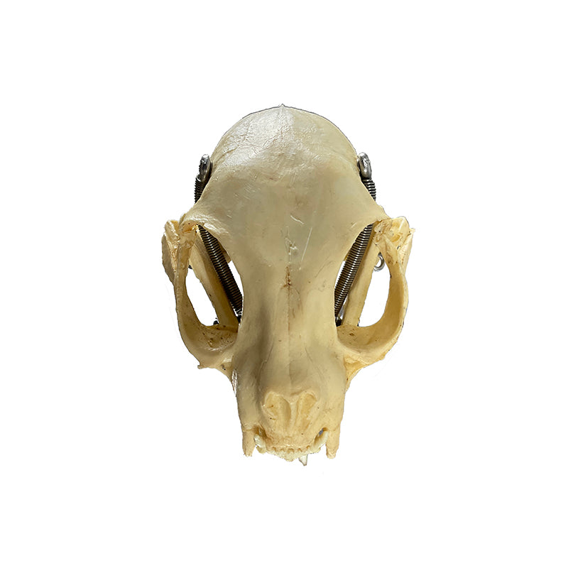 Load image into Gallery viewer, Feline Skull Model