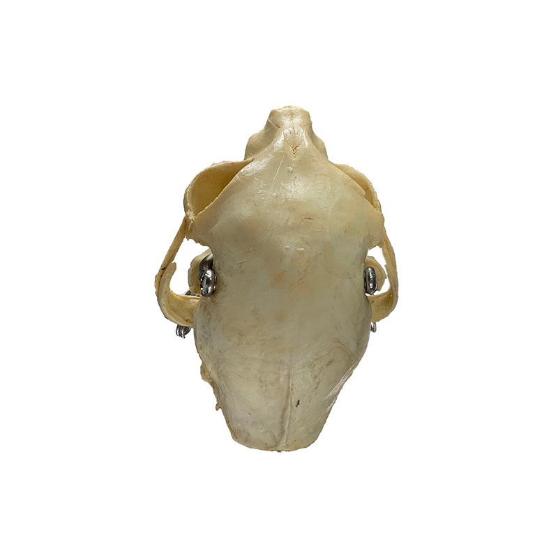 Load image into Gallery viewer, Feline Skull Model