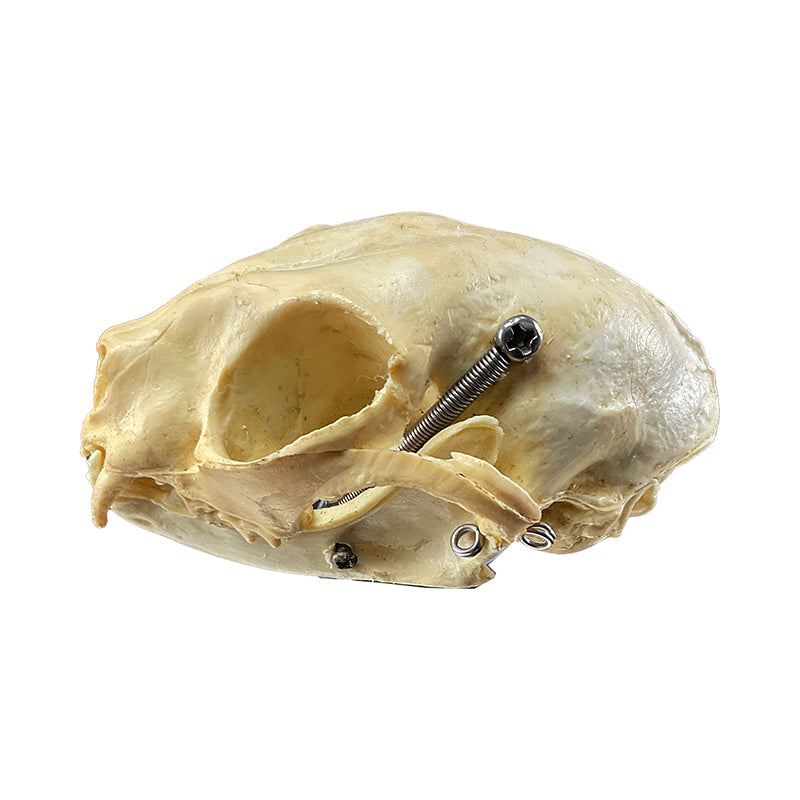 Load image into Gallery viewer, Feline Skull Model