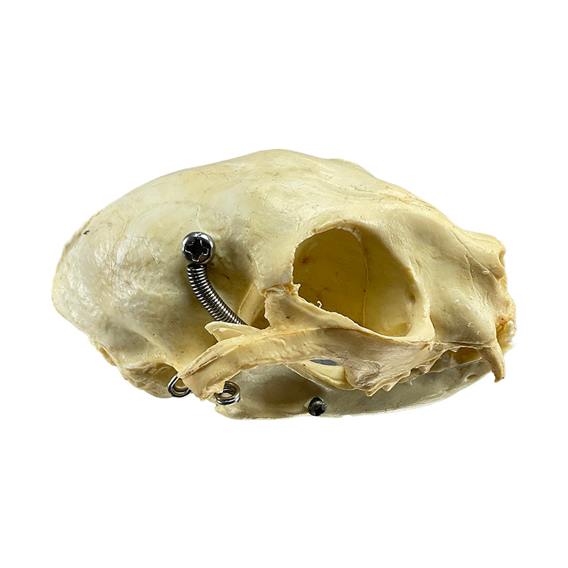 Load image into Gallery viewer, Feline Skull Model