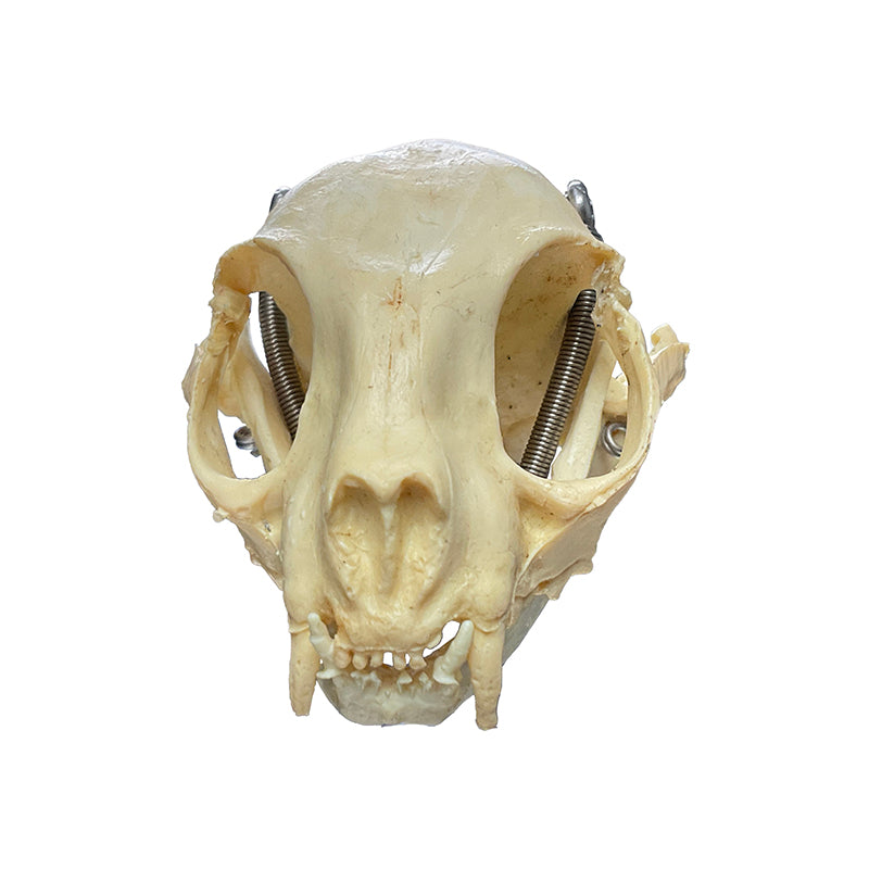 Load image into Gallery viewer, Feline Skull Model