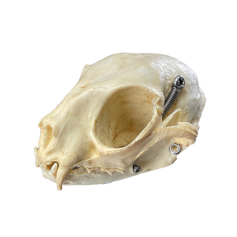Load image into Gallery viewer, Feline Skull Model