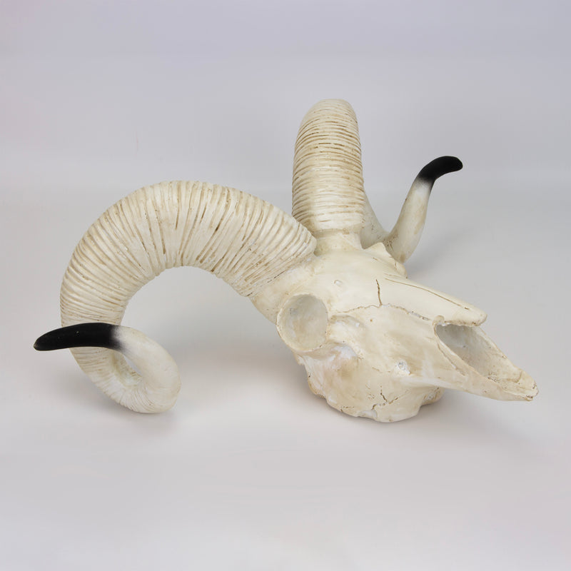 Tải hình ảnh vào trình xem Thư viện, Sheep Skull Model