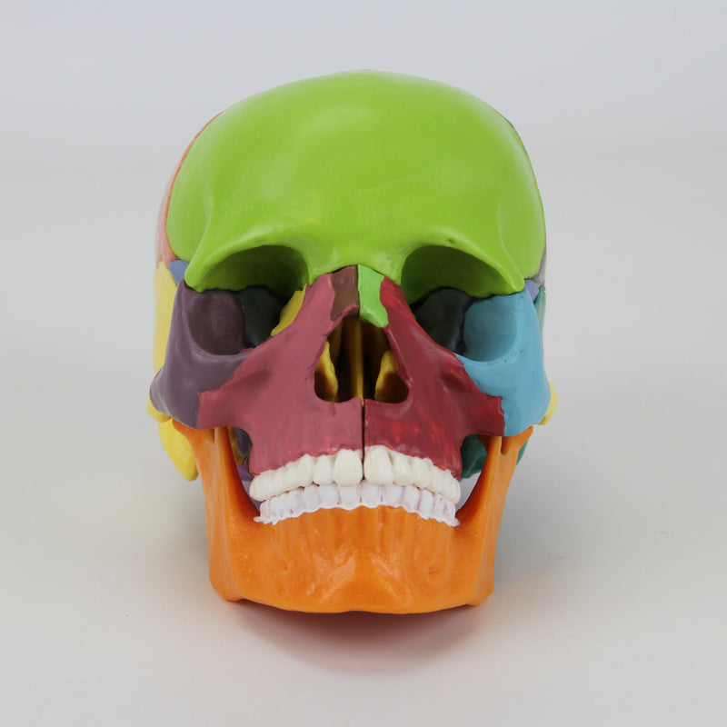 Load image into Gallery viewer, Mini Didactic Skull Model, 15 Parts