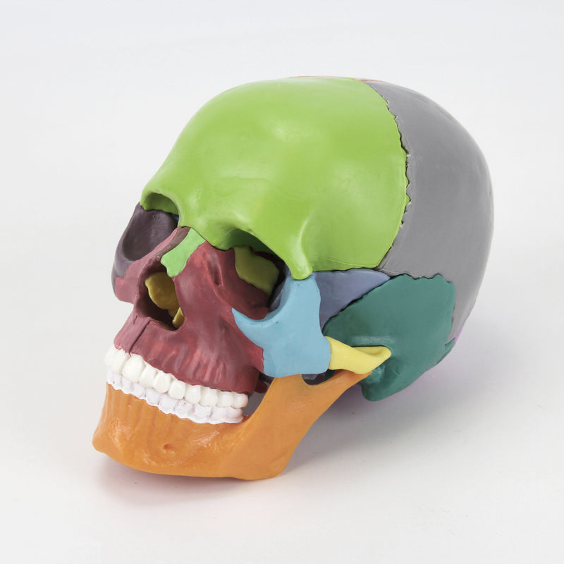 Load image into Gallery viewer, Mini Didactic Skull Model, 15 Parts