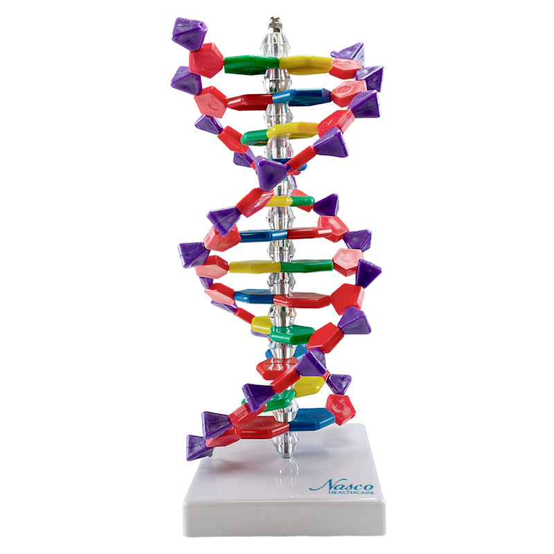 Load image into Gallery viewer, Double Helix DNA Model, 12 Layers