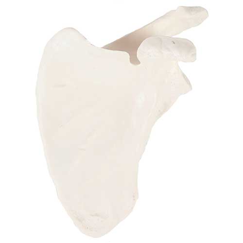 Load image into Gallery viewer, Scapula Model