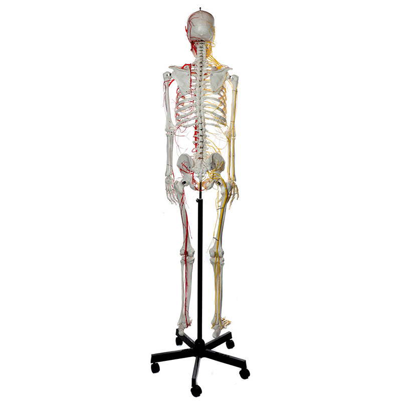 將圖像載入到圖庫檢視器中, Neurovascular Skeleton, Mounted