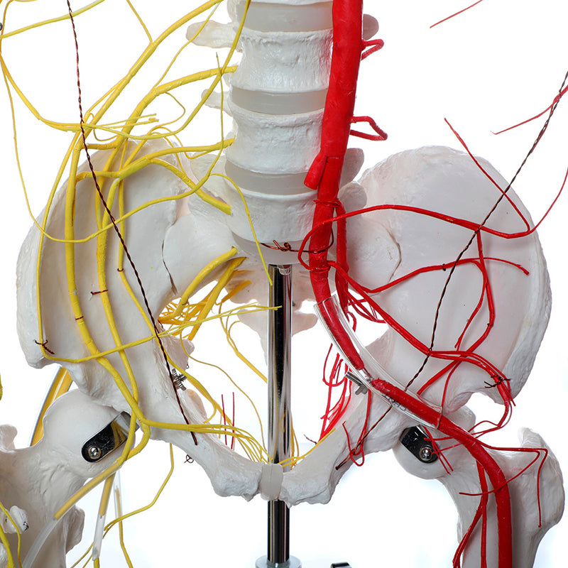 將圖像載入到圖庫檢視器中, Neurovascular Skeleton, Mounted