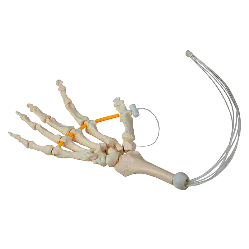 Load image into Gallery viewer, Hand Skeletal Model, Nylon Chord
