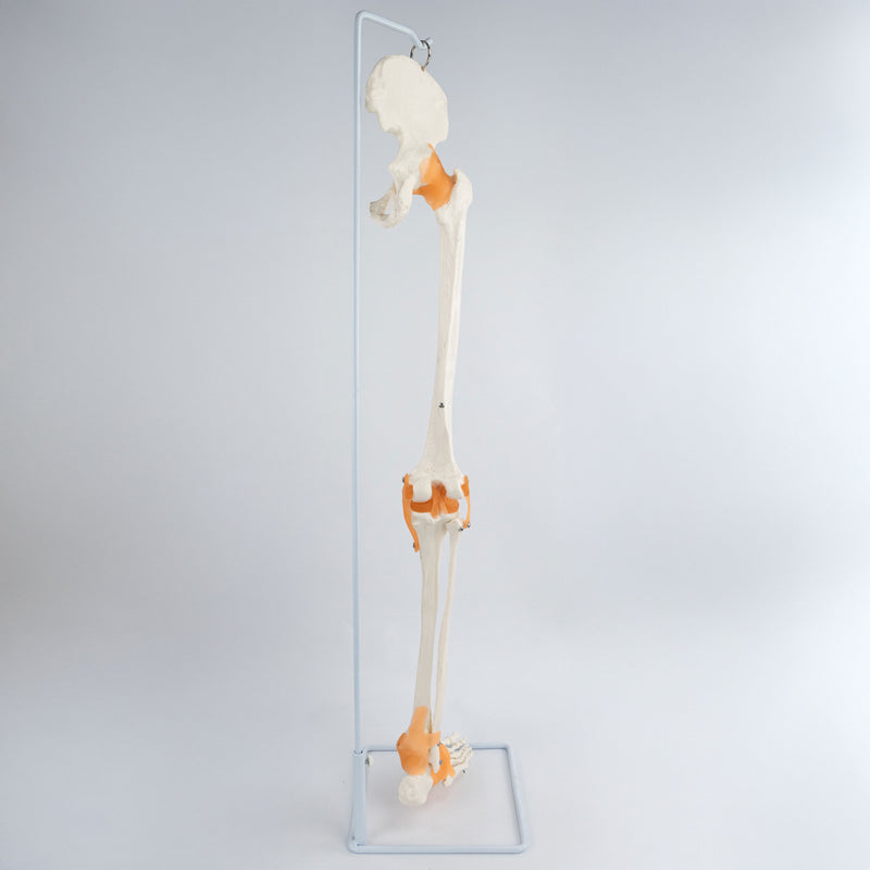 Load image into Gallery viewer, Skeletal Leg with Legaments, Hip Bone, & Foot, Wire Mounted