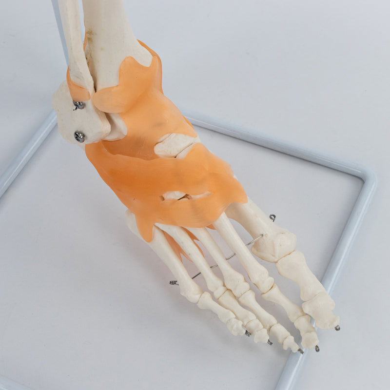 Load image into Gallery viewer, Skeletal Leg with Legaments, Hip Bone, & Foot, Wire Mounted