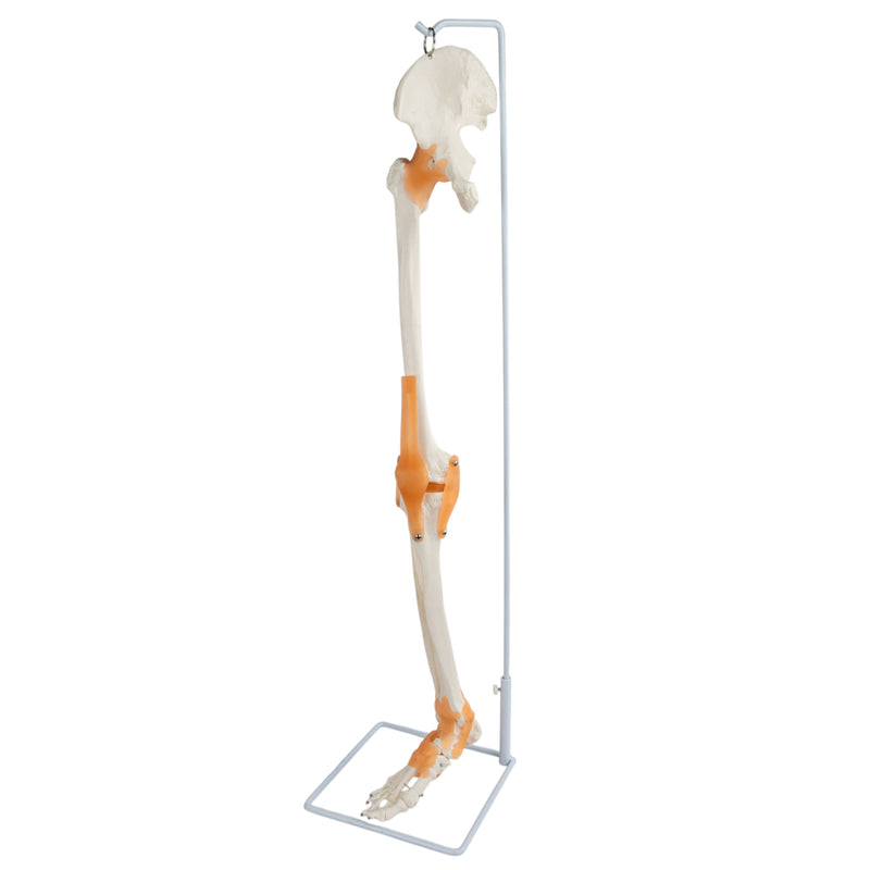 Load image into Gallery viewer, Skeletal Leg with Legaments, Hip Bone, & Foot, Wire Mounted