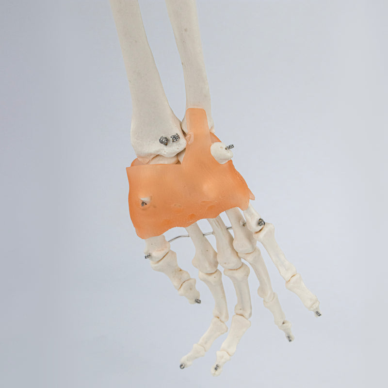 Load image into Gallery viewer, Skeletal Arm with Ligaments, Scapula, & Clavicle