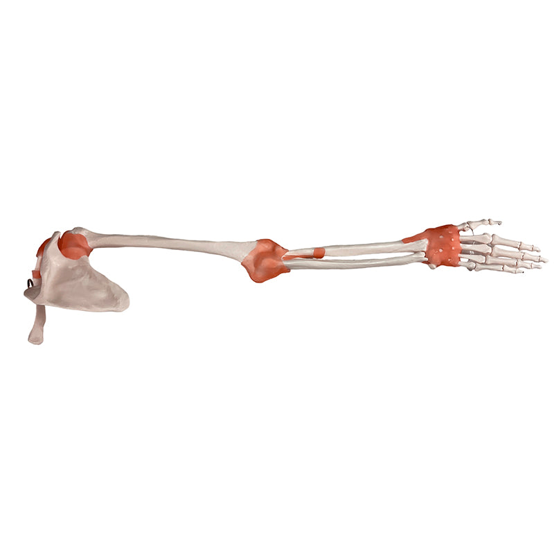 Load image into Gallery viewer, Skeletal Arm with Ligaments, Scapula, & Clavicle
