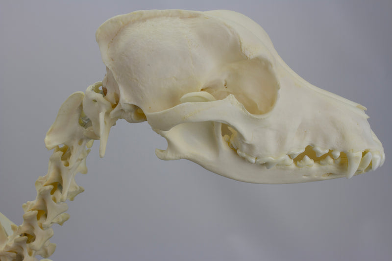 Load image into Gallery viewer, Canine Skeleton