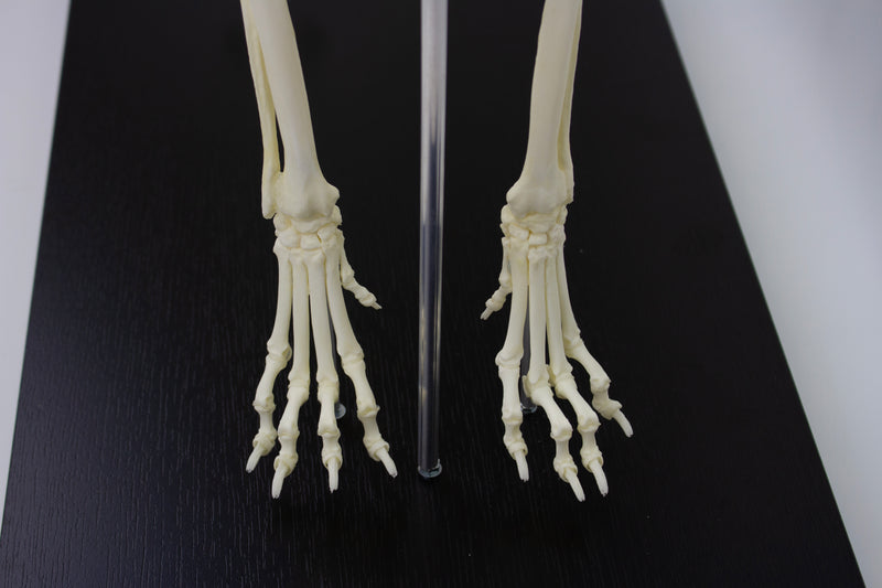 Load image into Gallery viewer, Canine Skeleton