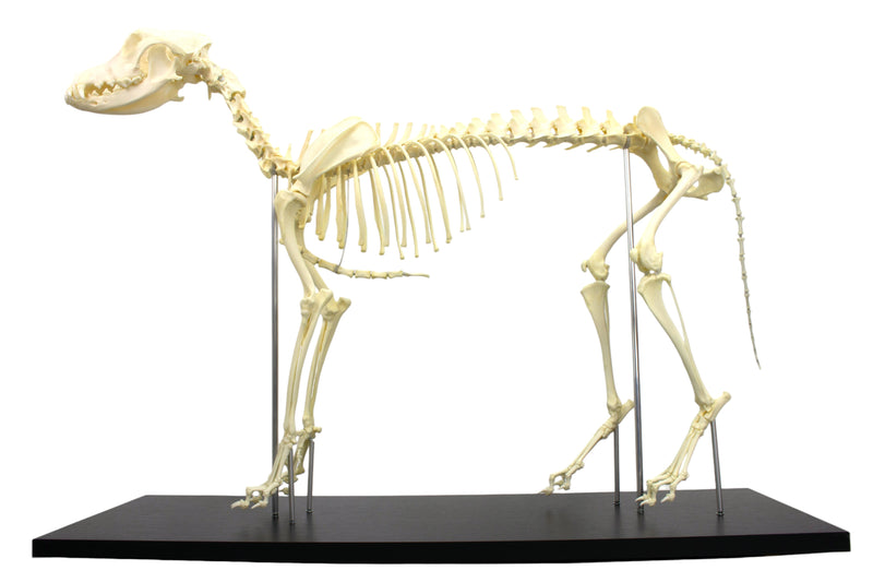 Load image into Gallery viewer, Canine Skeleton
