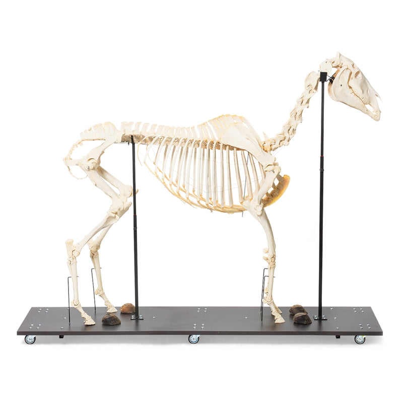Load image into Gallery viewer, Equine Skeleton