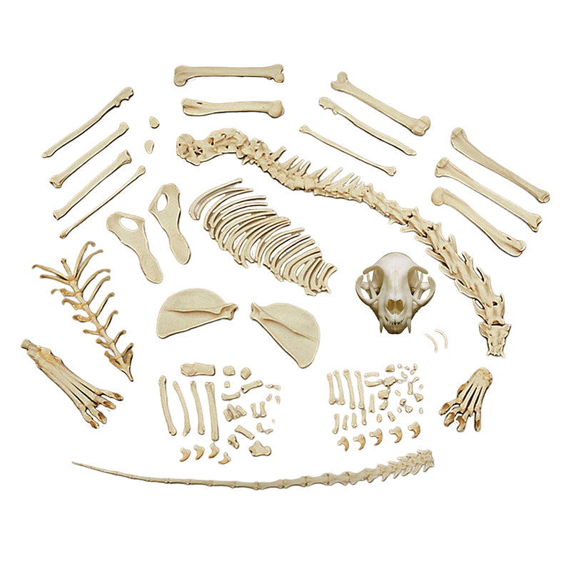 Load image into Gallery viewer, Feline Skeleton, Disarticulated