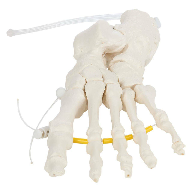 Load image into Gallery viewer, Foot Skeletal Model, Nylon Chord