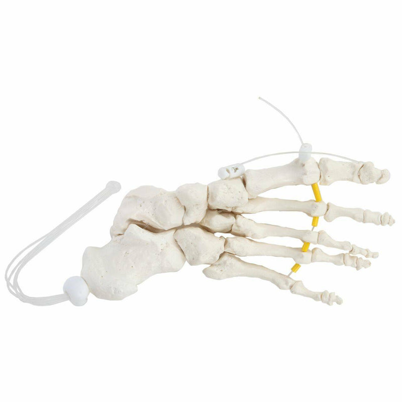 Load image into Gallery viewer, Foot Skeletal Model, Nylon Chord