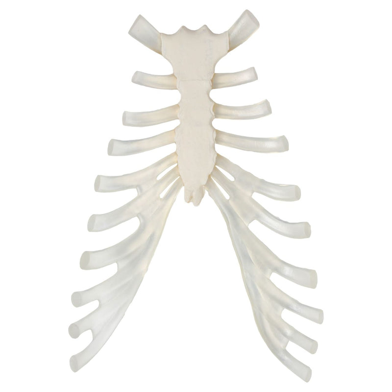 Load image into Gallery viewer, Disarticulated Ribs, Single Side, Set of 12